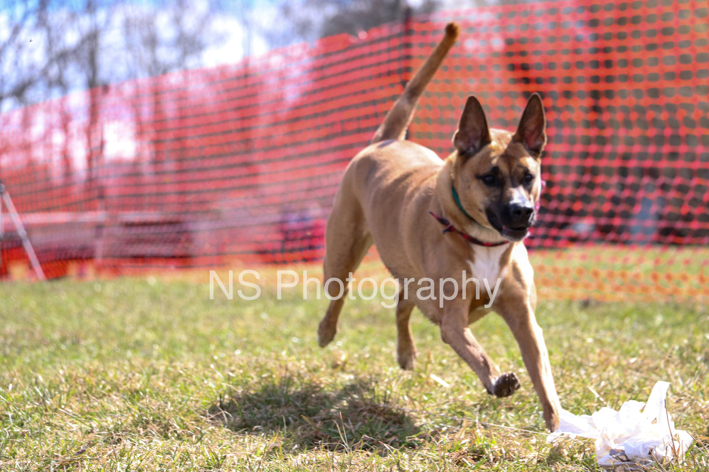 Bailey (IMG3788)