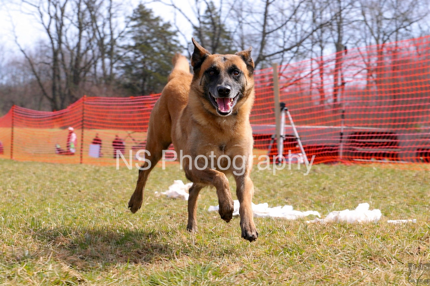 Kimber (IMG4328)