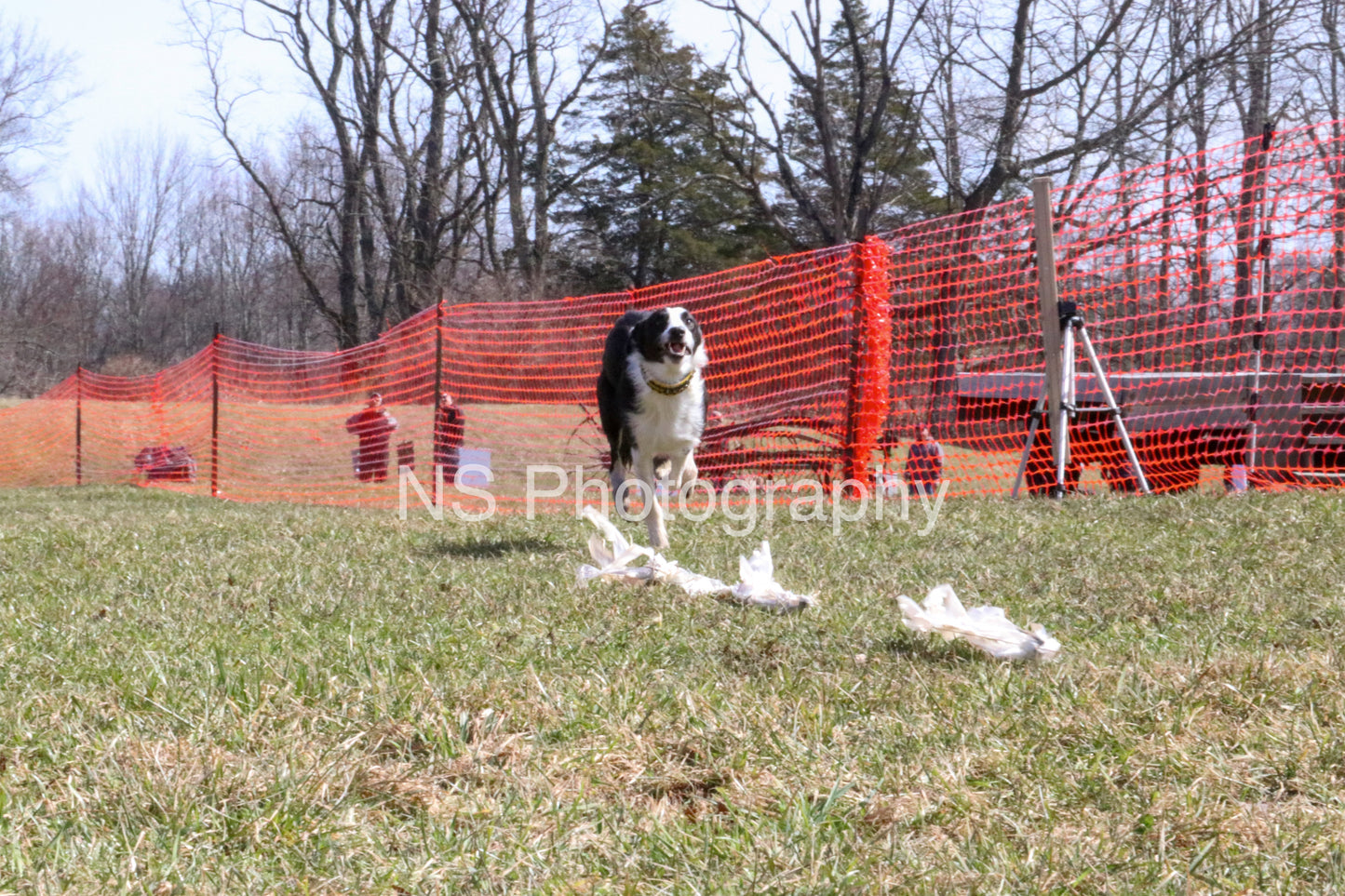 Shiner (IMG4739)
