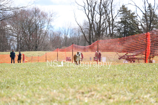 Chase (IMG3475)
