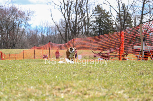 Chase (IMG3477)