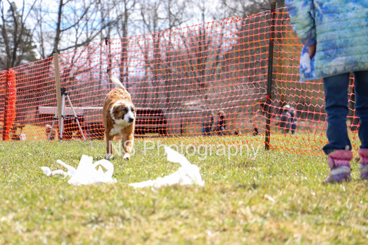 Chase (IMG3482)
