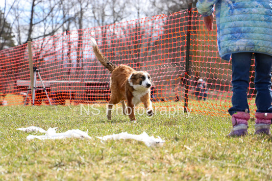 Chase (IMG3483)