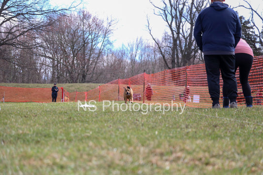 Rocky (IMG3518)