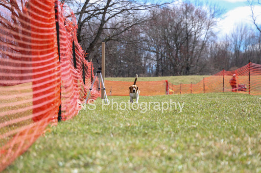 Toby (IMG3564)