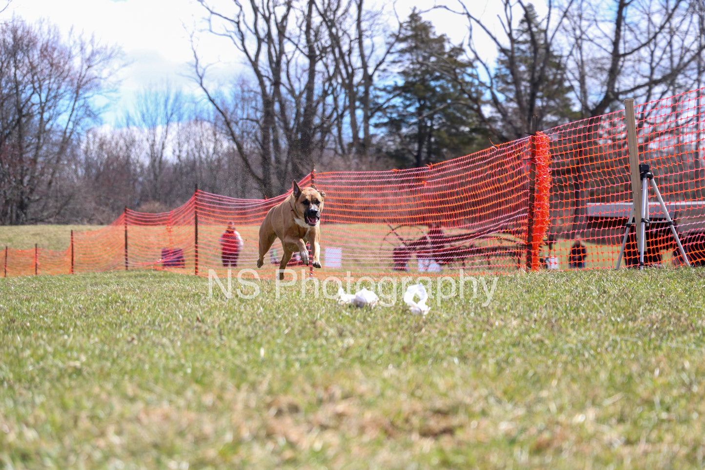 Bailey (IMG3784)