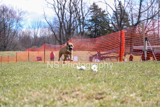 Bailey (IMG3784)
