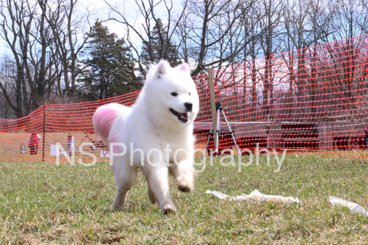 Mino (IMG4009)