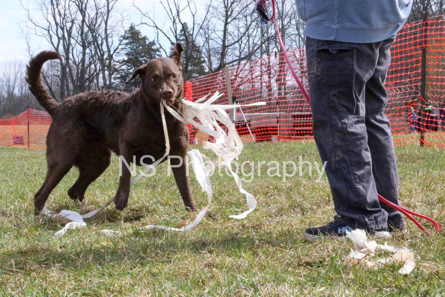 Gidget (IMG4271)