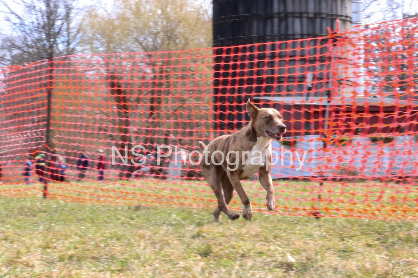 Parker (IMG4295)