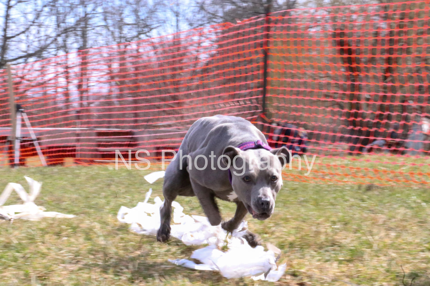 Xena (IMG4308)