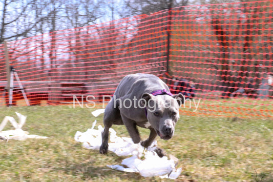 Xena (IMG4308)