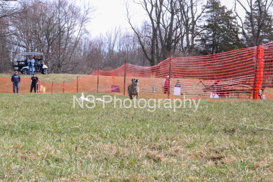 Logan (IMG4397)