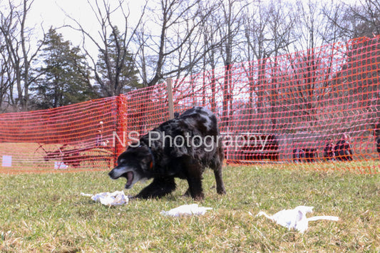 Maggie (IMG4579)