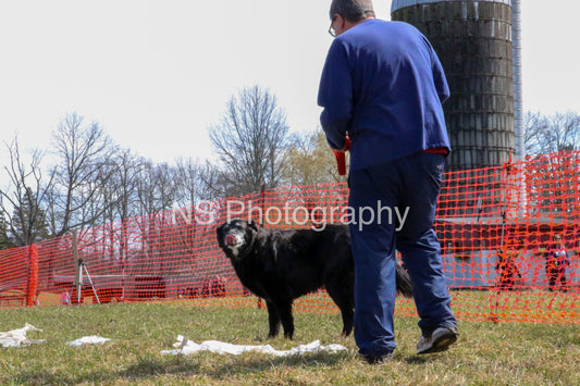 Maggie (IMG4591)