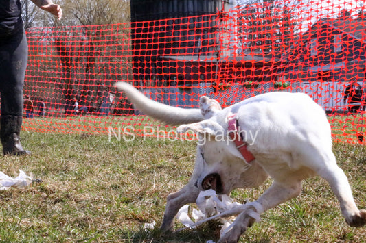 Crema (IMG4606)