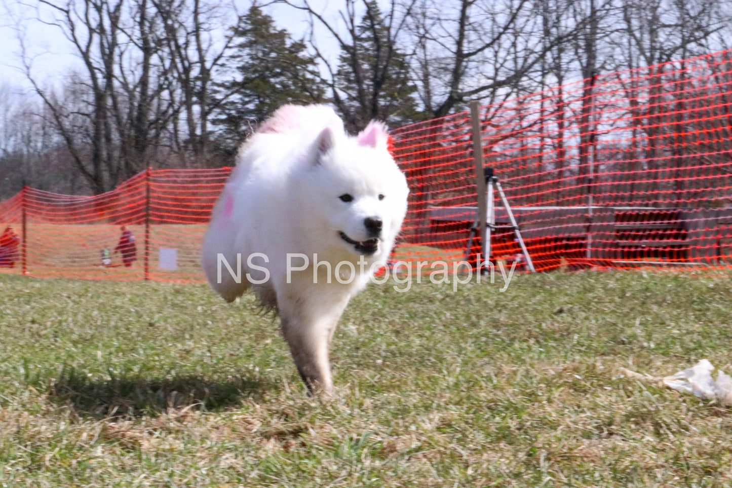 Mino (IMG4652)