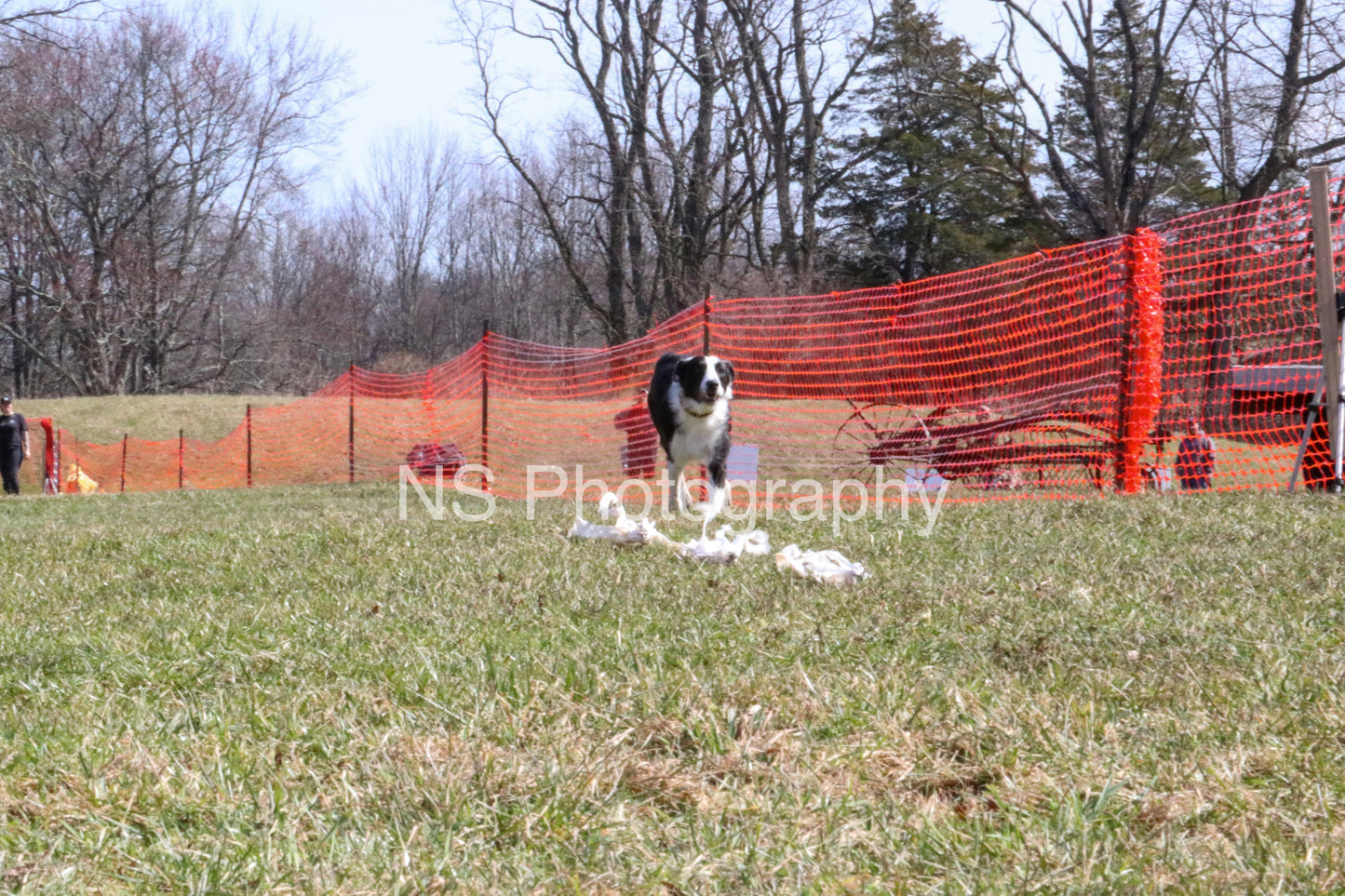 Shiner (IMG4738)