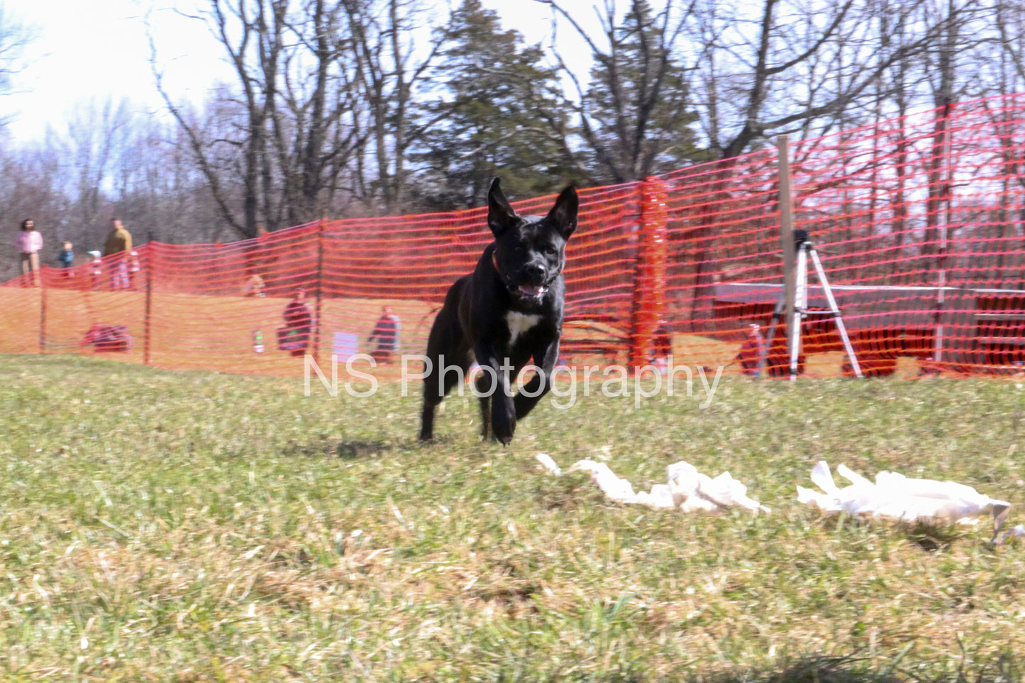 Dixie (IMG4803)