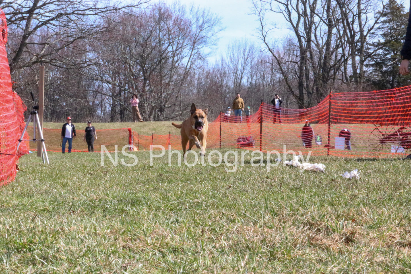Bailey (IMG4835)
