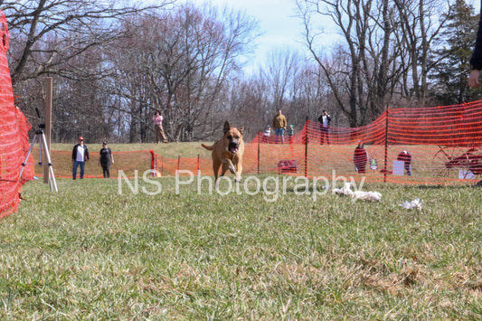 Bailey (IMG4835)