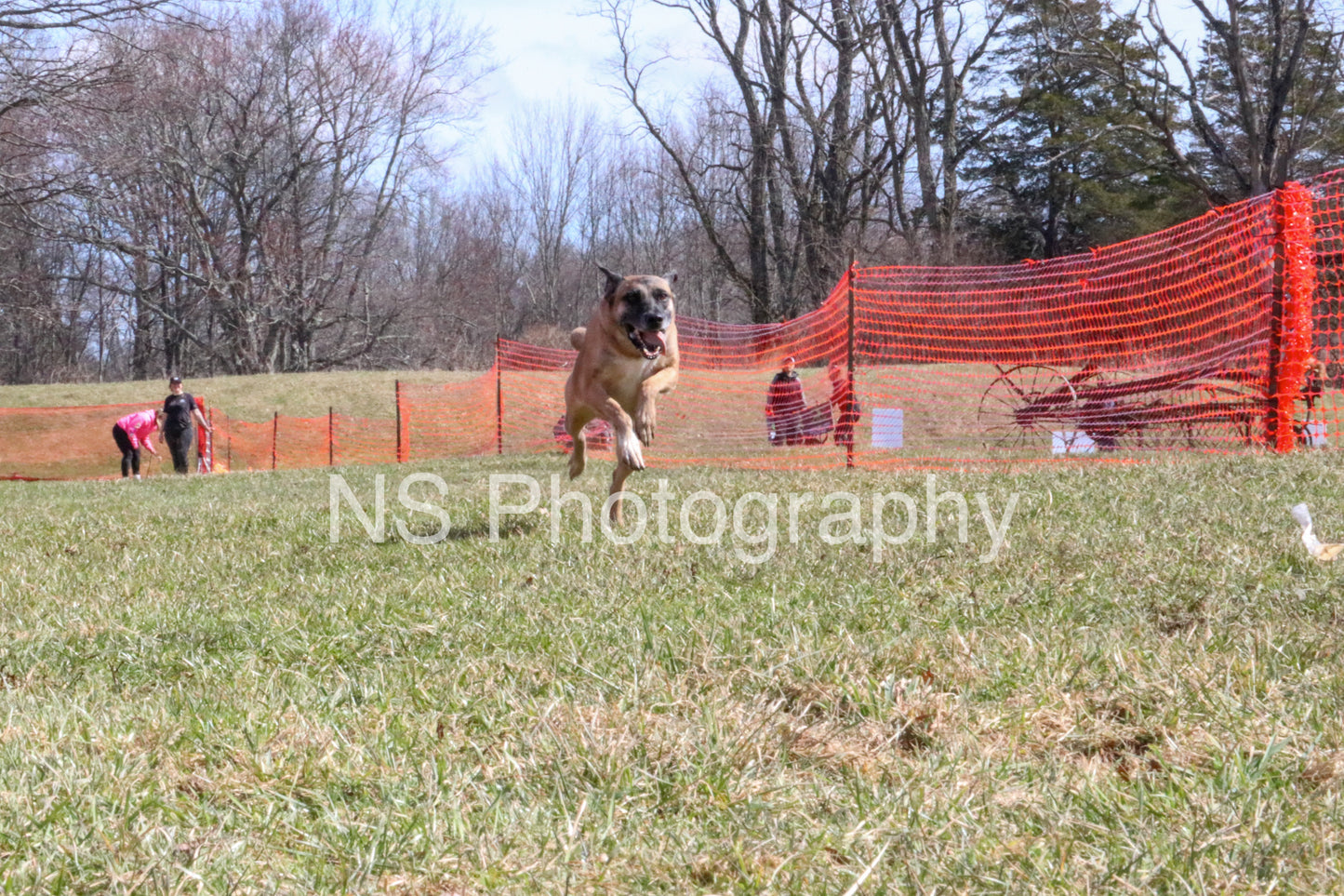 Gypsy (IMG4939)