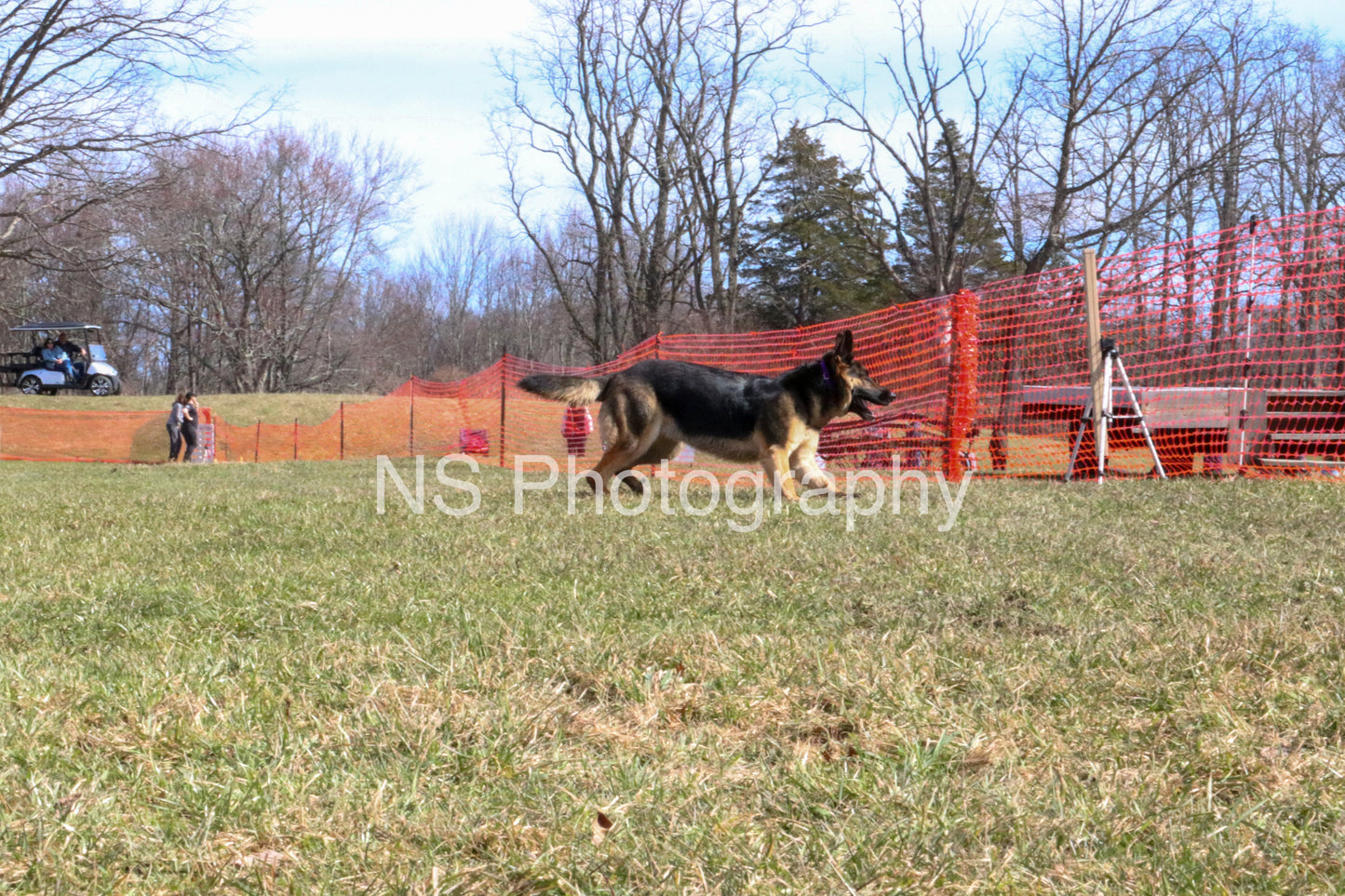 Milo GSD (IMG5247)