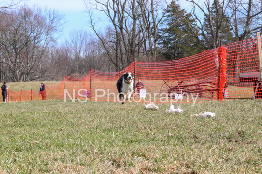 Shiner (IMG5503)
