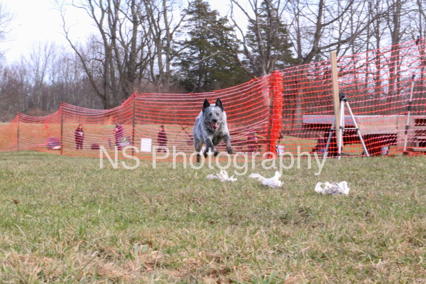 Hero (IMG5754)