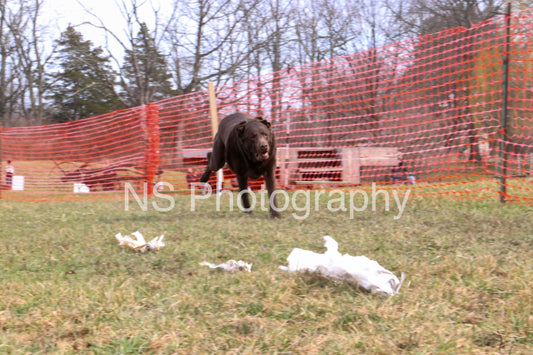 Hunter (IMG5959)